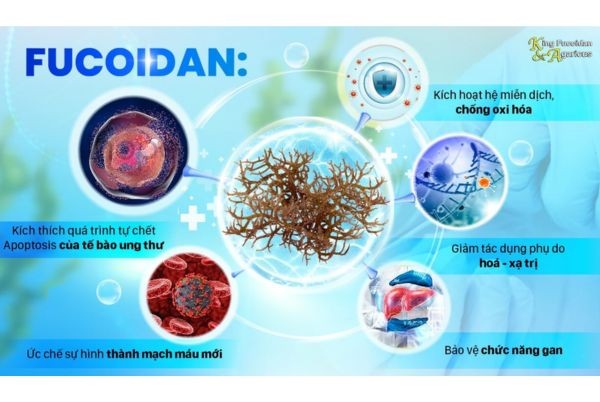 Click image for larger version

Name:	cong-dung-cua-fucoidan-okinawa.jpg
Views:	29
Size:	59.8 KB
ID:	1379