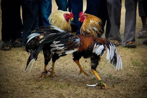 Click image for larger version

Name:	cockfighting.jpg
Views:	6
Size:	90.6 KB
ID:	24631