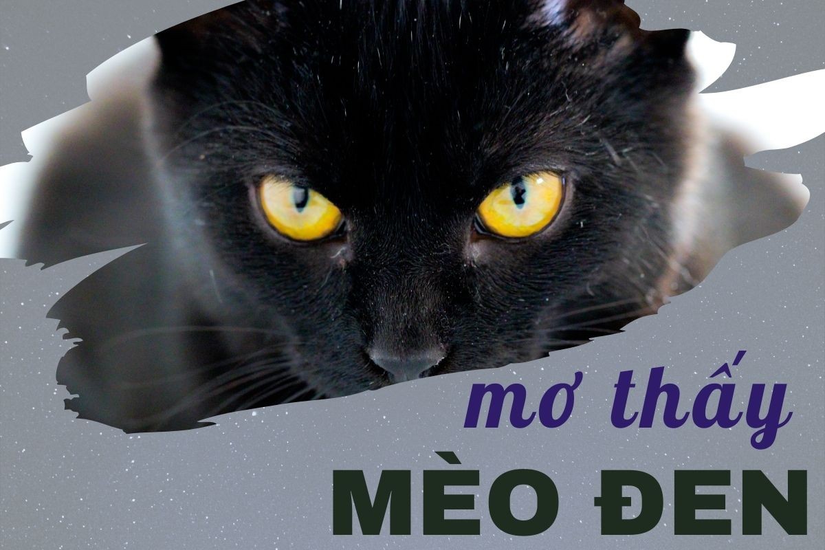 Click image for larger version

Name:	mo-thay-meo-den.jpg
Views:	3
Size:	167.1 KB
ID:	35132