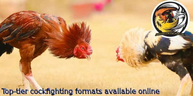 Click image for larger version

Name:	Top-tier-cockfighting-formats-available-online.jpg
Views:	7
Size:	68.2 KB
ID:	40320